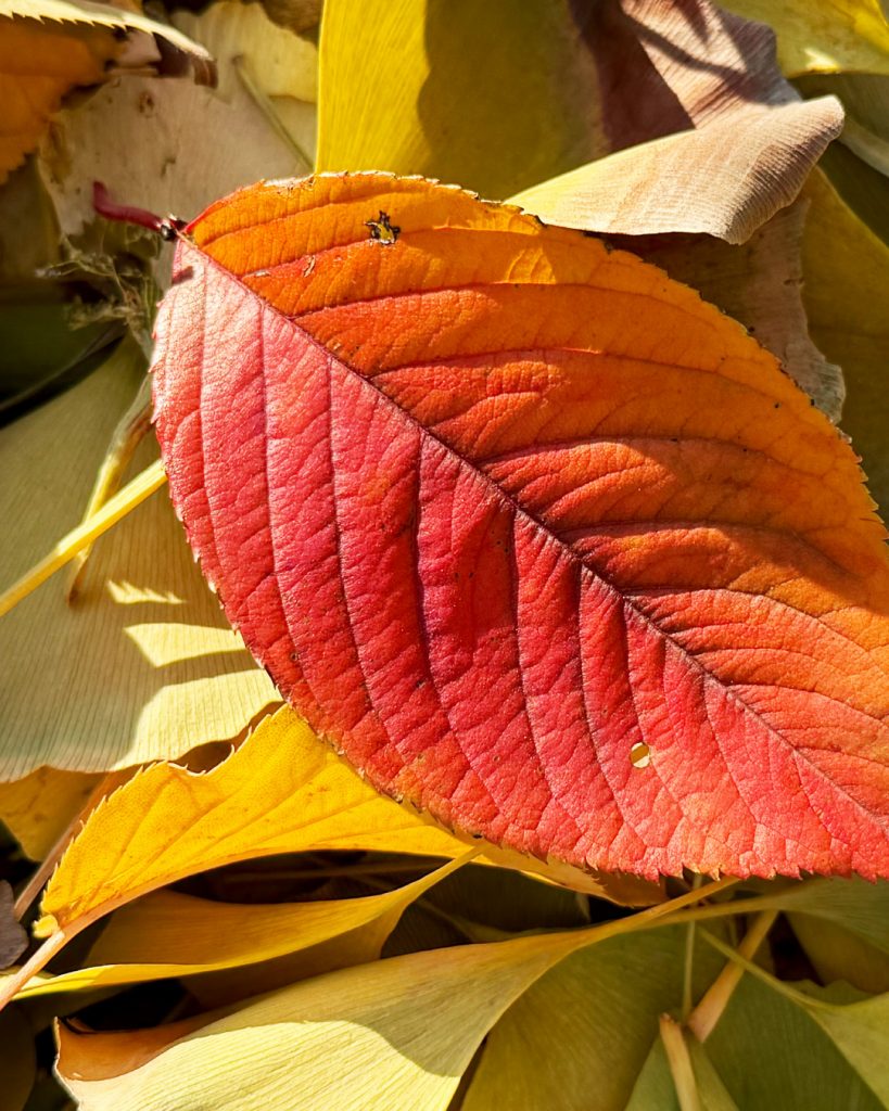 コーヒーの酸味、苦味