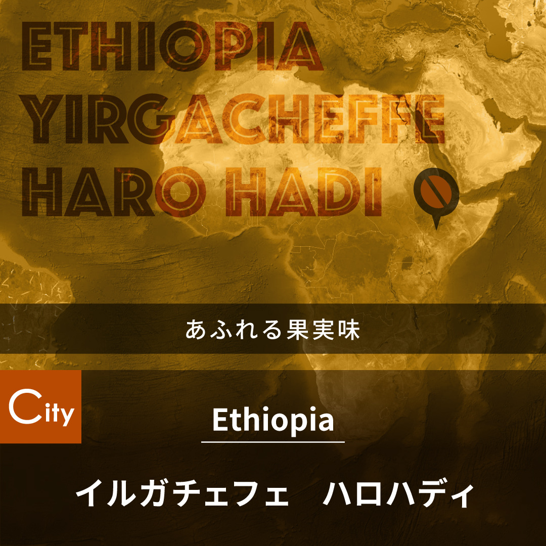 エチオピア　イルガチェフェ　ハロハディ